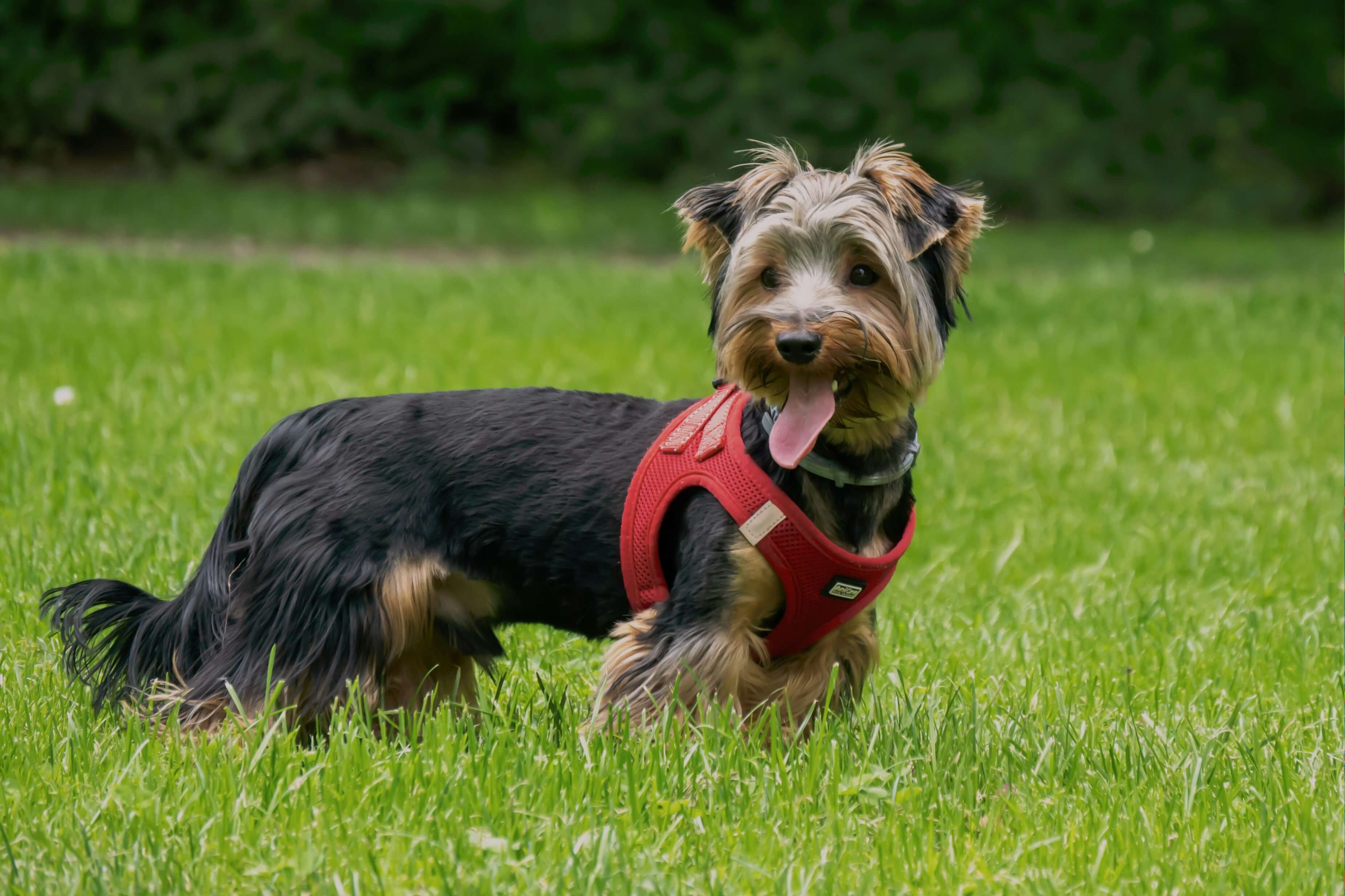 Dog Harness Sizing by Breed: UK Fit Chart & Measuring Guide