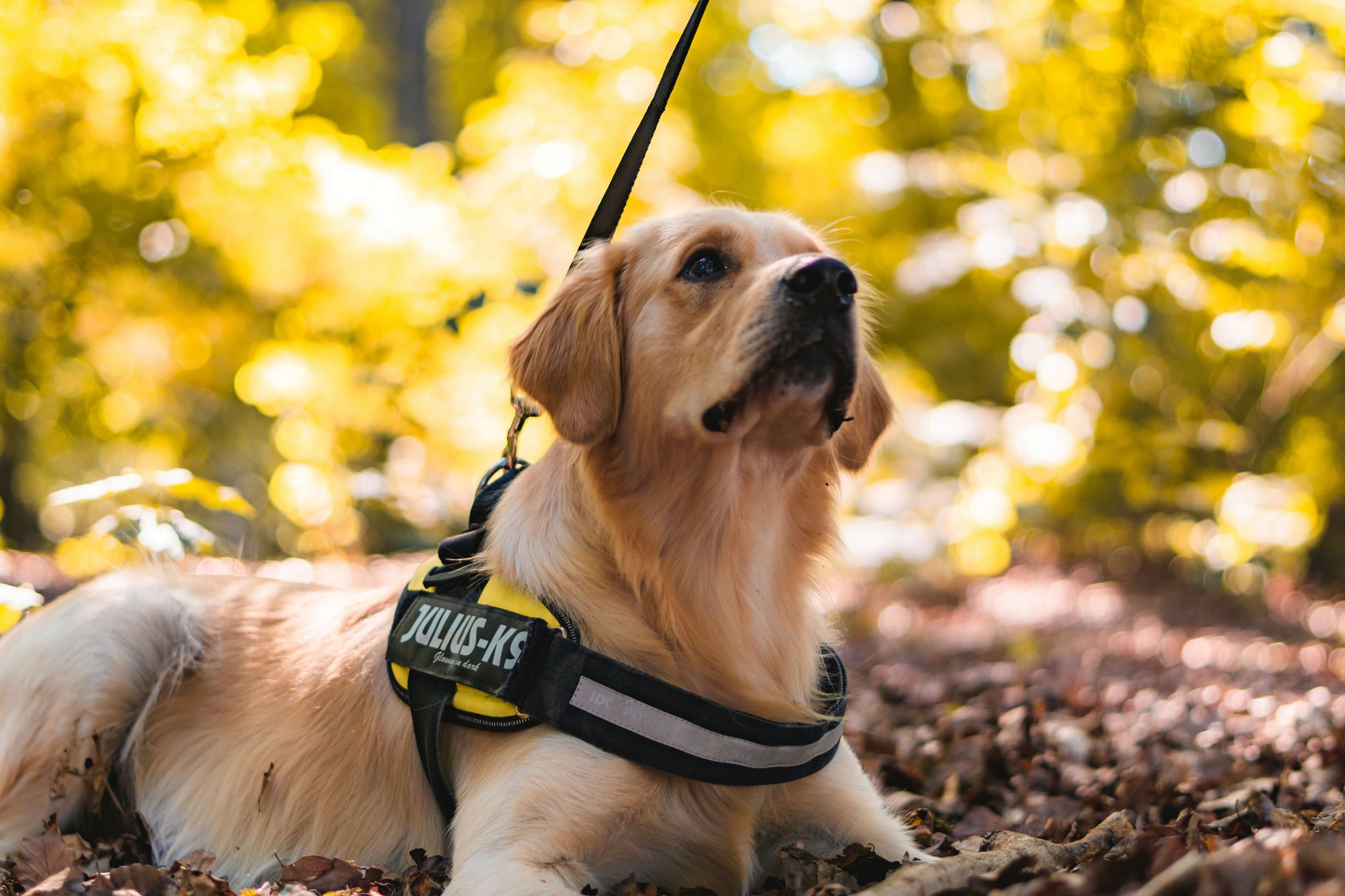 How to Choose a No-Pull Dog Harness: UK Size & Safety Guide