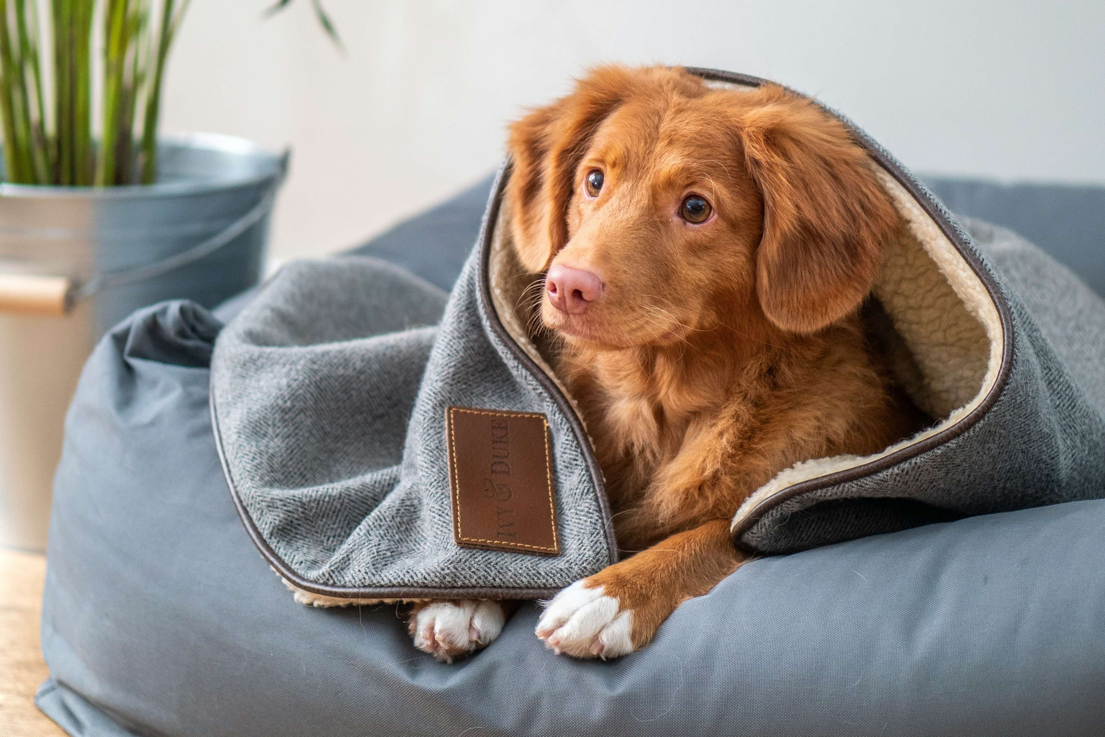 Dog Bed Buying Guide: How to Choose the Right Bed (UK)