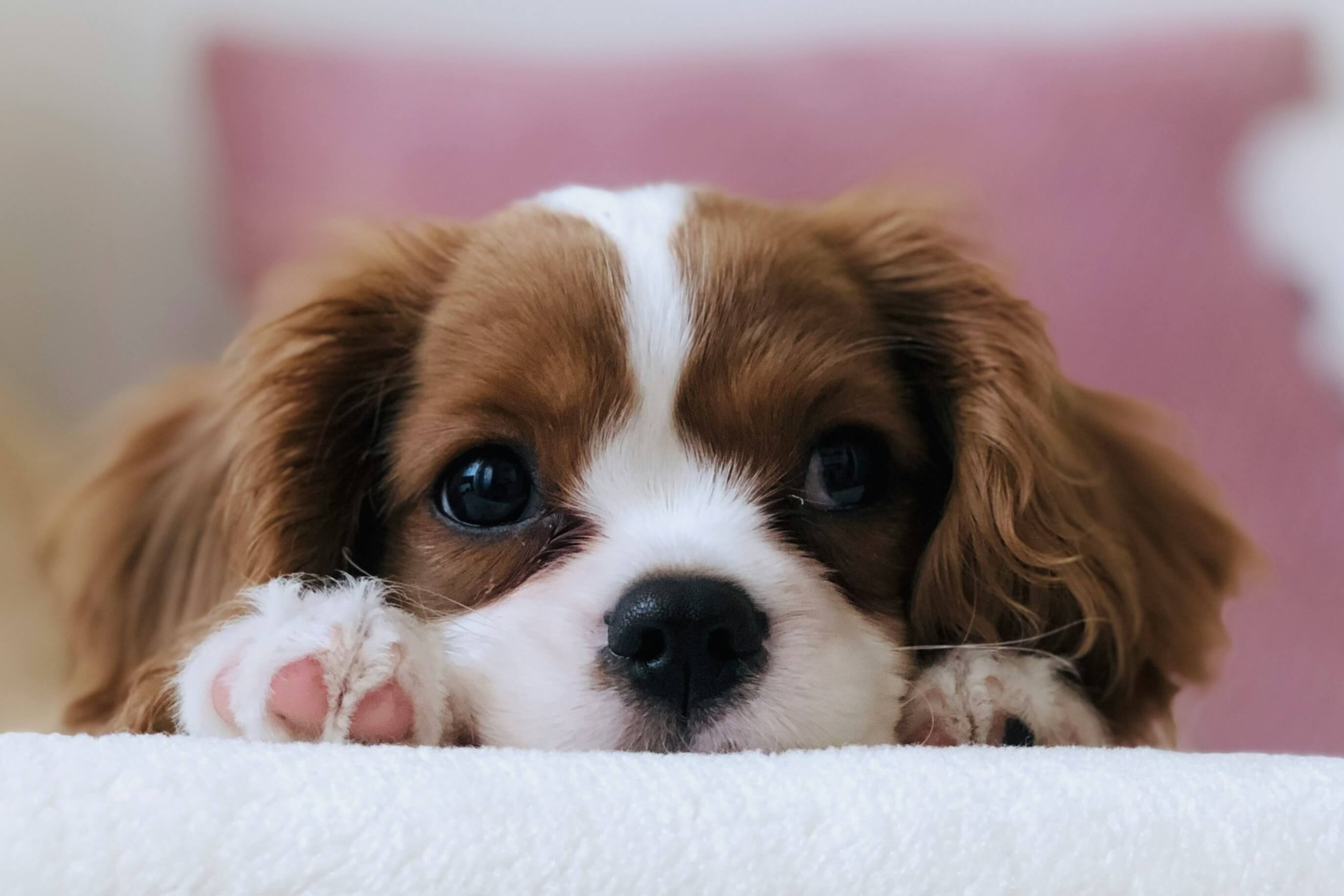 New Puppy Checklist: Everything You Need for the First Week (UK)
