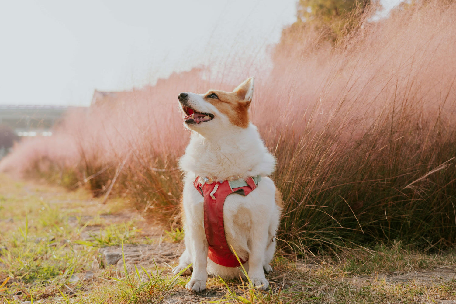Harnesses