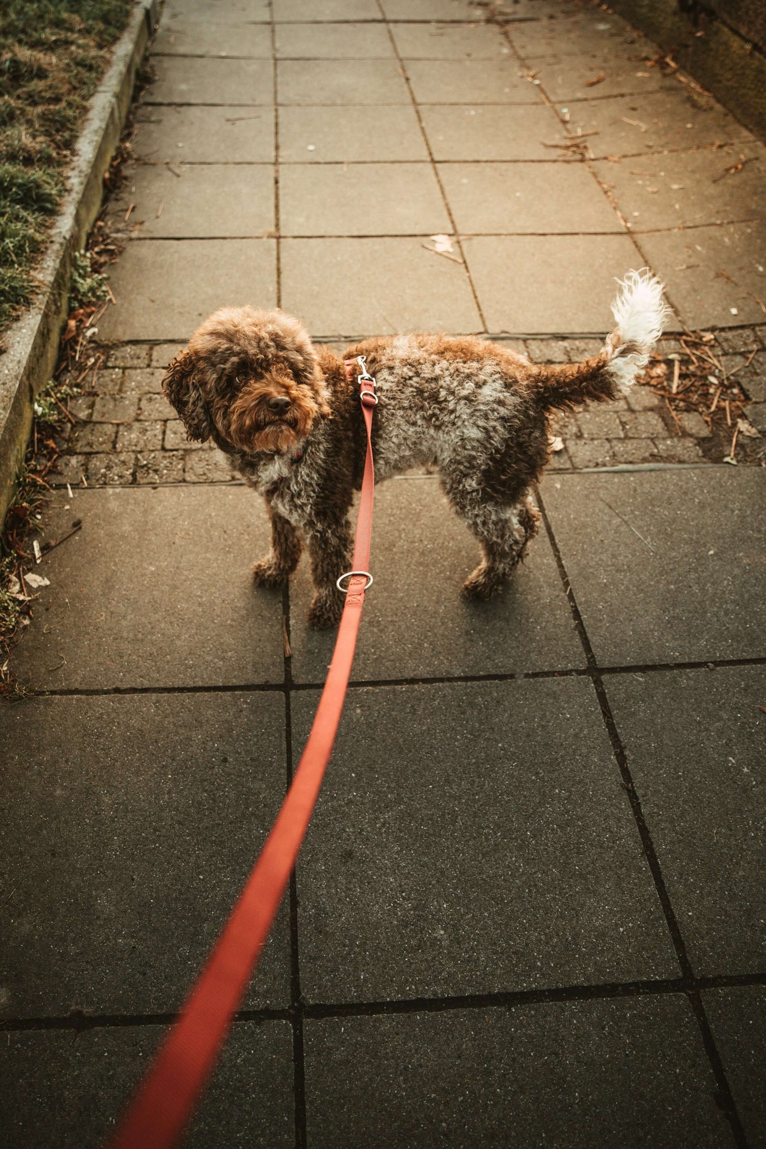 Leads & Leashes