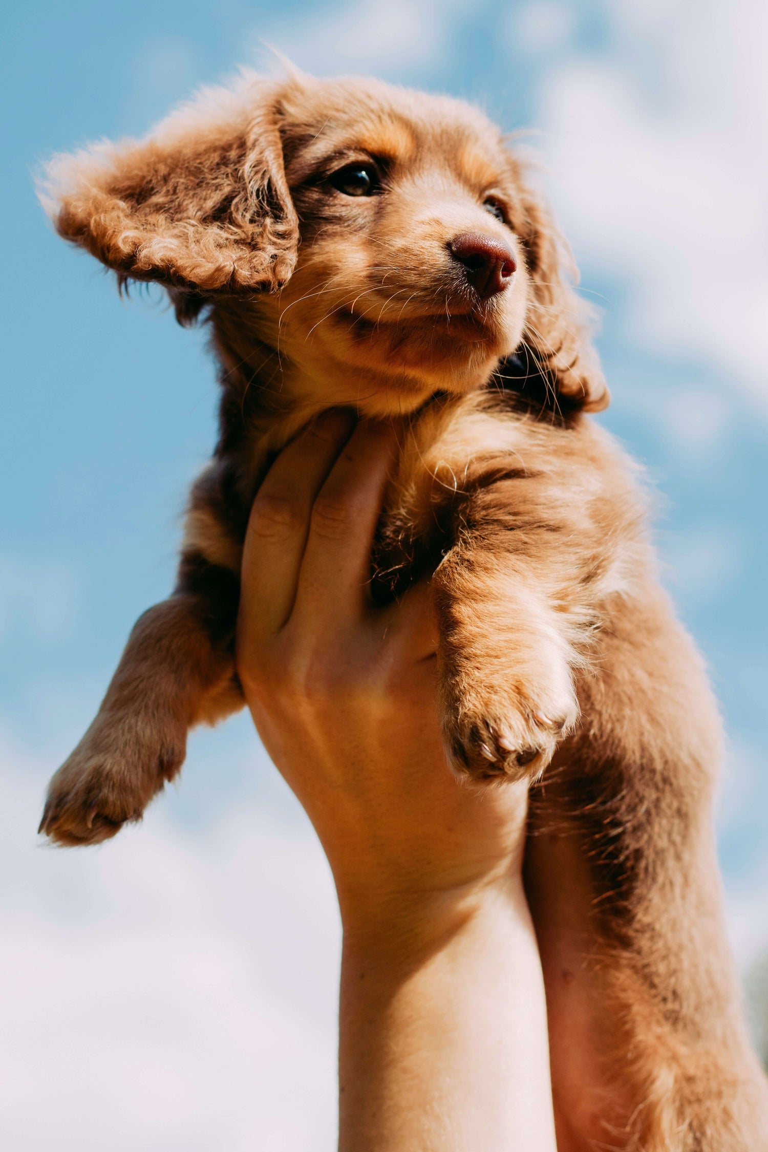 Puppy