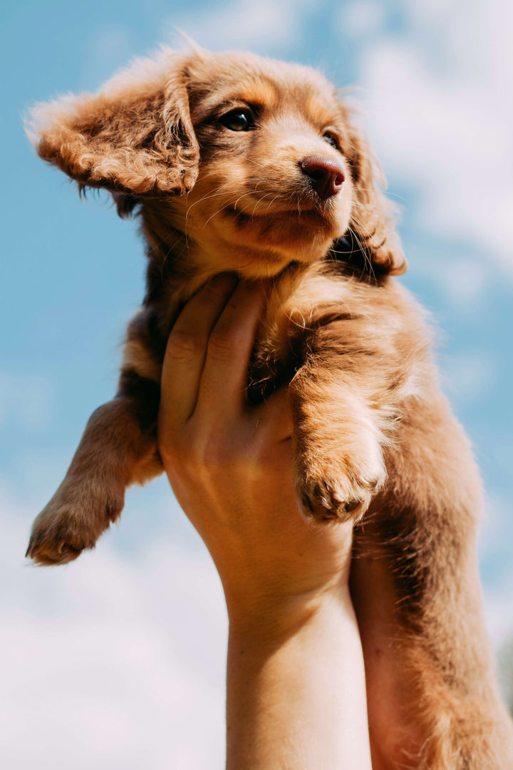 Puppy