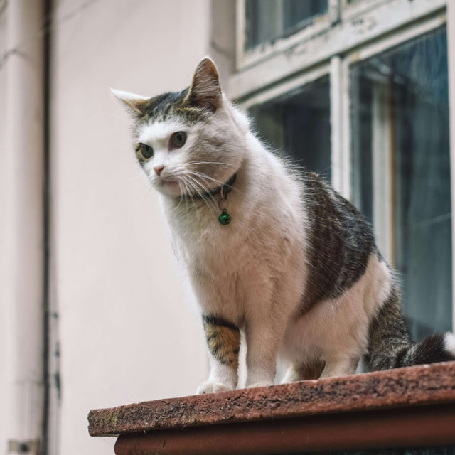 Luna, Edinburgh