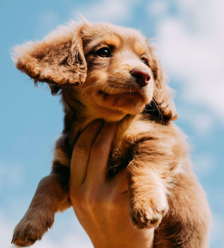 Puppy